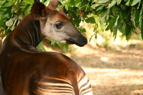 okapi